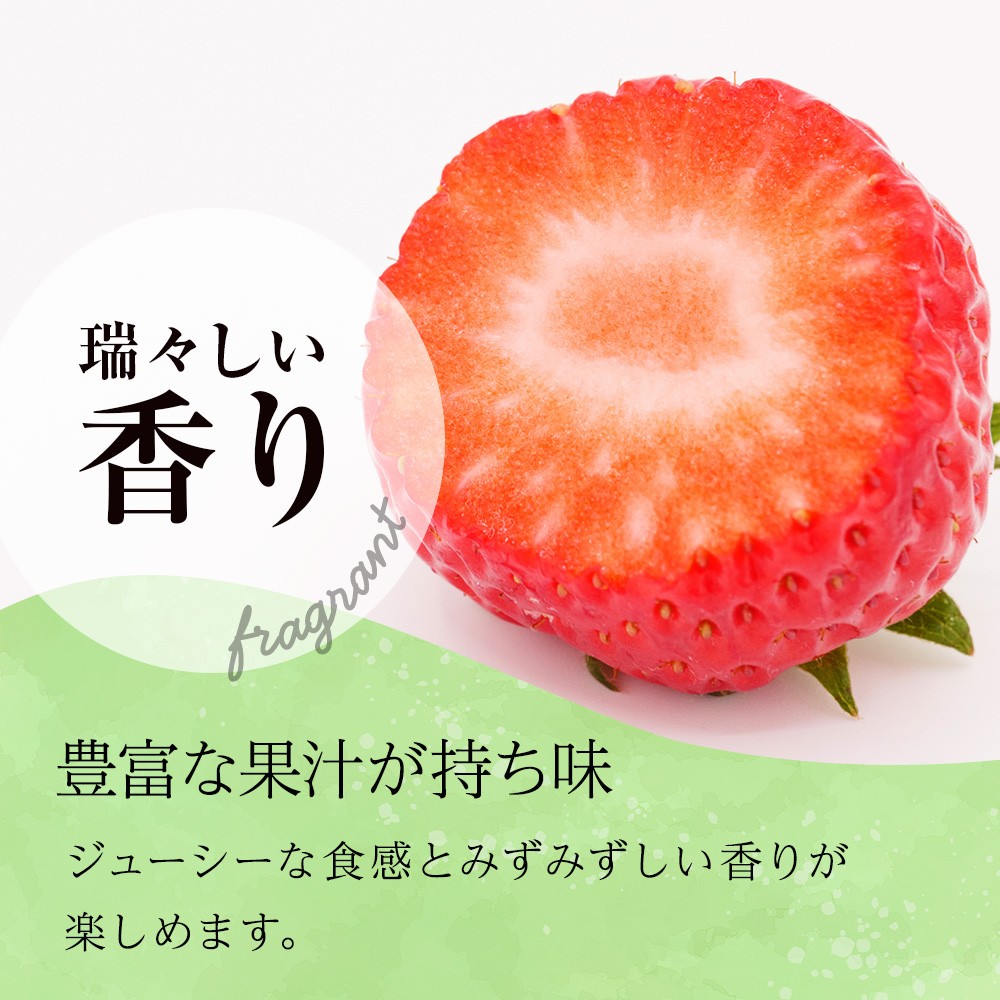 【2026年3月下旬以降発送】北海道産 完熟よつぼし苺(約250g×6パック)