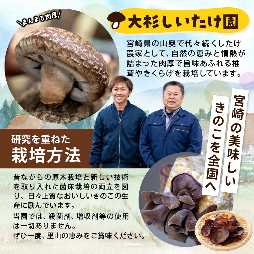 食感が癖になる!きくらげ餃子60個_12-87-001-60_(都城市) ギョウザ 10個入り 6パック きくらげ 豚肉 きゃべつ ニラ ニンニク使用 大杉しいたけ園 コリコリ食感