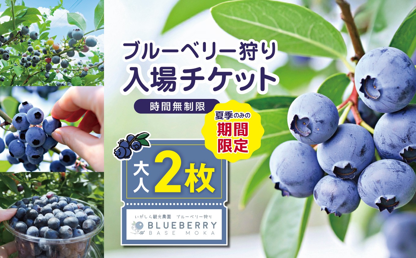 【先行予約】ブルーベリー狩り入場チケット 大人2人分 | ブルーベリー 新鮮 収穫体験 イベント 体験  チケット  栃木県 真岡市 送料無料