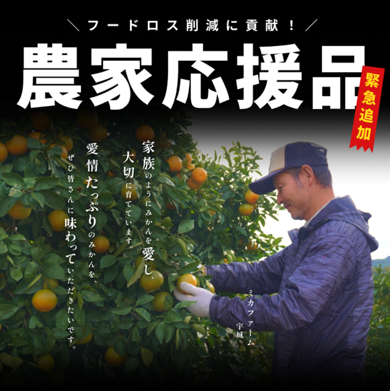 【緊急支援品】〈入金確認~7営業日発送〉ミカファームのカラマンダリン5キロ(家庭用)【数量限定 農家応援品 フードロス削減 果物 フルーツ みかん オレンジ カラマンダリン 家庭用 デザート 5kg 三重県 御浜町】