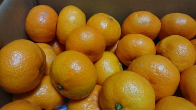 お礼の品の感想画像 1