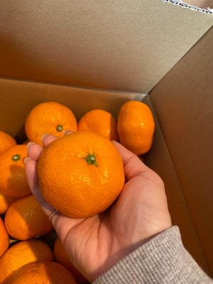 お礼の品の感想画像 1