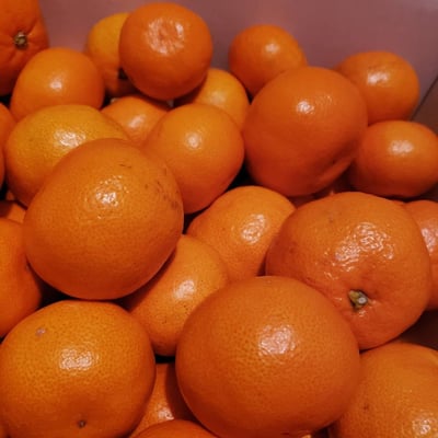 お礼の品の感想画像 1