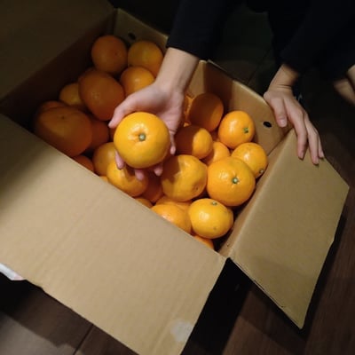 お礼の品の感想画像 1