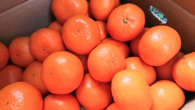 お礼の品の感想画像 1