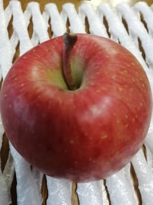 お礼の品の感想画像 1