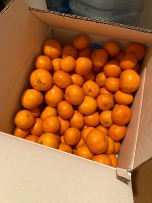 お礼の品の感想画像 1