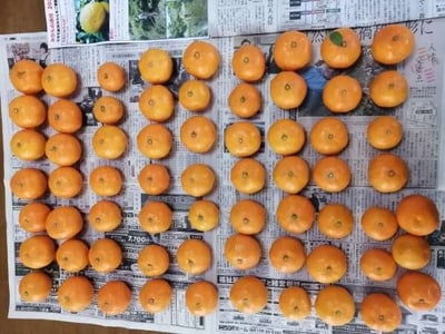 お礼の品の感想画像 1
