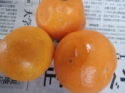 お礼の品の感想画像 2