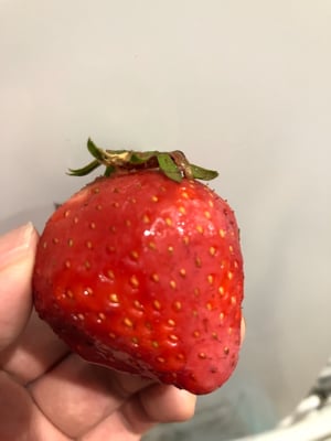 お礼の品の感想画像 1
