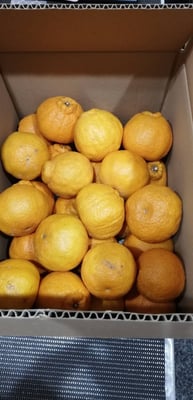お礼の品の感想画像 1