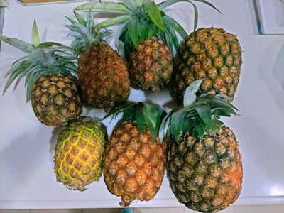 お礼の品の感想画像 1