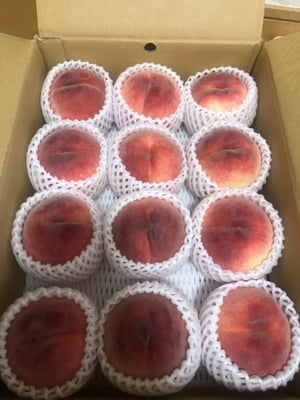 お礼の品の感想画像 1