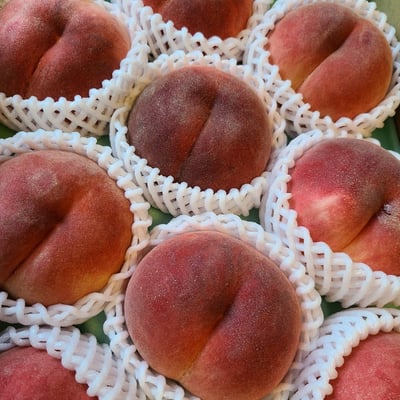 お礼の品の感想画像 1