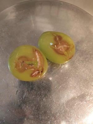 お礼の品の感想画像 1