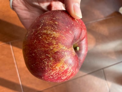 りんご あいかの香り 約3kg セット 2025年 令和7年度発送分