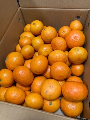 お礼の品の感想画像 1