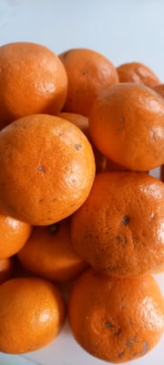 お礼の品の感想画像 1