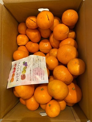 お礼の品の感想画像 1