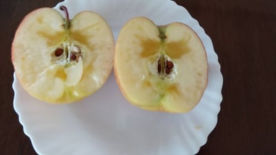 お礼の品の感想画像 2