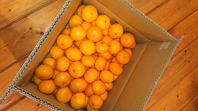 お礼の品の感想画像 1