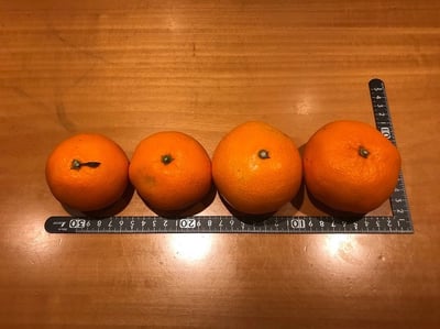 お礼の品の感想画像 2