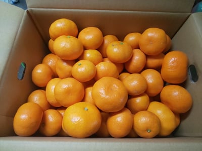 お礼の品の感想画像 1