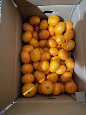 お礼の品の感想画像 1