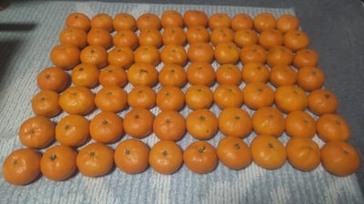 お礼の品の感想画像 1
