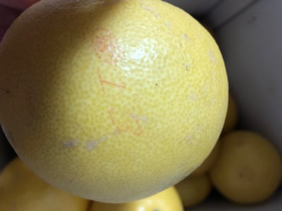 お礼の品の感想画像 2