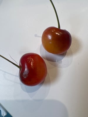 お礼の品の感想画像 1
