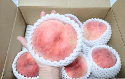 お礼の品の感想画像 1