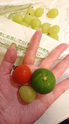 お礼の品の感想画像 2