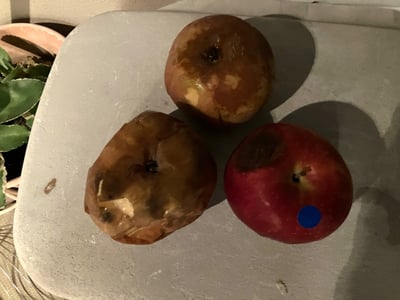 お礼の品の感想画像 1