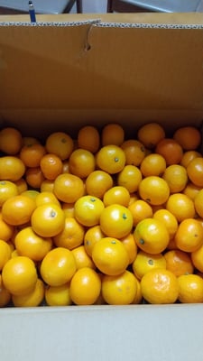 お礼の品の感想画像 1