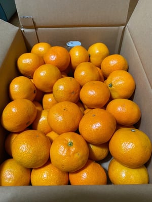 お礼の品の感想画像 1