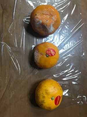 お礼の品の感想画像 1