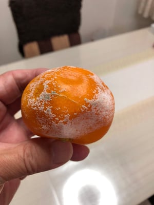 お礼の品の感想画像 1