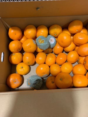 お礼の品の感想画像 1