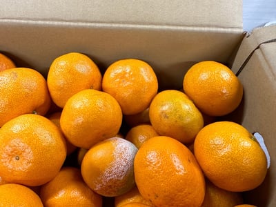 お礼の品の感想画像 2