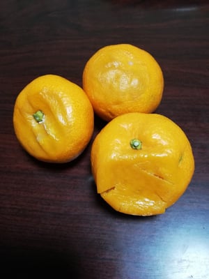 お礼の品の感想画像 1