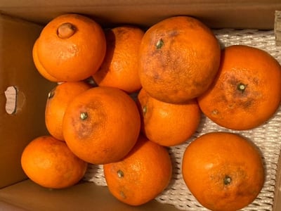 お礼の品の感想画像 1