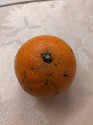 お礼の品の感想画像 2
