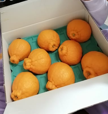 お礼の品の感想画像 1