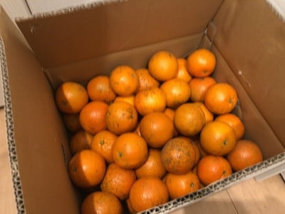 お礼の品の感想画像 1