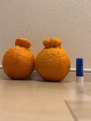 お礼の品の感想画像 1