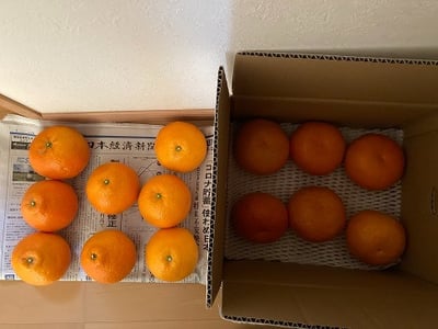 お礼の品の感想画像 1