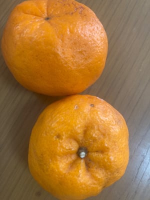 お礼の品の感想画像 1