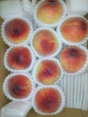 お礼の品の感想画像 1