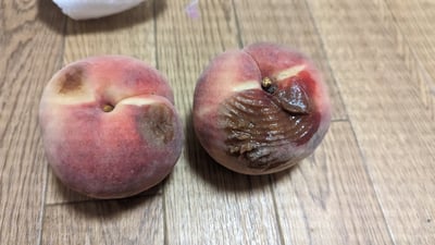 お礼の品の感想画像 1